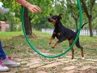 Jeux de dressage